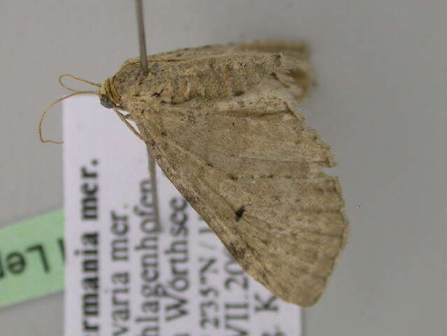 Image of Eupithecia veratraria Herrich-Schäffer