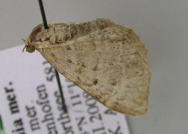 Image of Eupithecia veratraria Herrich-Schäffer