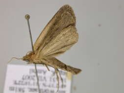 Image of white-mantled wainscot