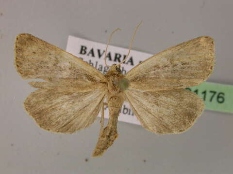 Image of white-mantled wainscot