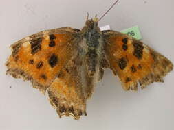 Nymphalis polychloros Linnaeus 1758 resmi