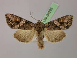 Image of Beautiful Brocade