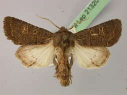 Image of hedge rustic