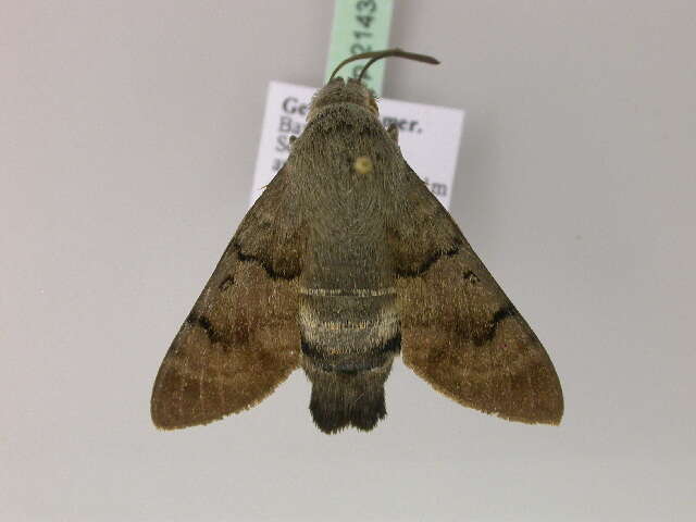 Image of humming-bird hawk moth