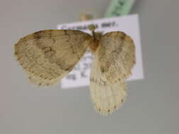 Image of northern winter moth