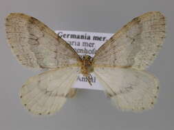 Image of northern winter moth