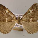 Image of <i>Larentia malvata</i>