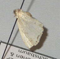Image of <i>Dysaethria plicata</i>