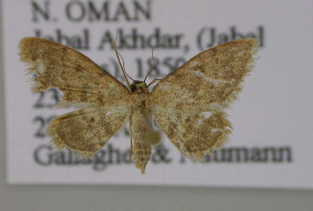 Image of Idaea eremica Brandt 1941