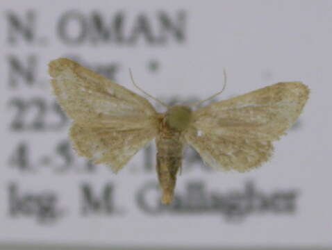 صورة <i>Idaea africarabica</i>