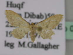 Image of Idaea eremica Brandt 1941