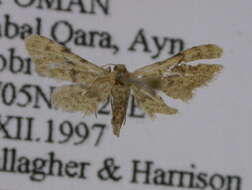 Image of Idaea sordida dhofarica Wiltshire 1986