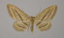 Image of Idaea renataria Oberthür 1878