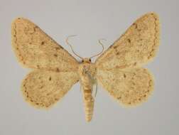 Image of Brachyglossina tantalidis Turati 1924