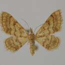 Imagem de Idaea manicaria Herrich-Schäffer 1852