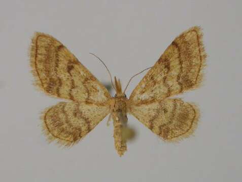 Image of Idaea manicaria Herrich-Schäffer 1852