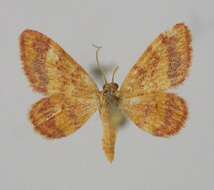 صورة <i>Idaea erubescens</i>