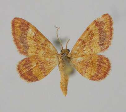 صورة <i>Idaea erubescens</i>