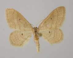 Image of Idaea