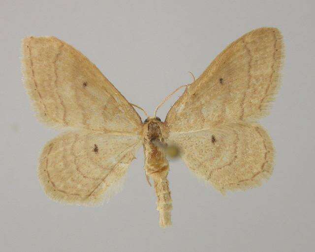 Image of Idaea