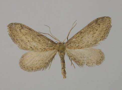 Image of Idaea volloni Lucas & Joannis 1907