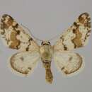 صورة Atomorpha mabillearia Lucas 1907