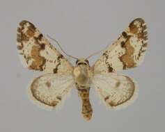 Image of Atomorpha mabillearia Lucas 1907