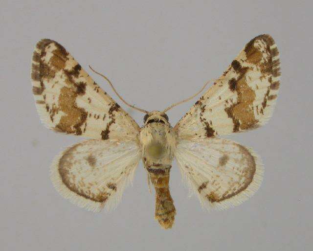 Image of Atomorpha mabillearia Lucas 1907