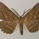 صورة Nychiodes mauretanica Wehrli 1929