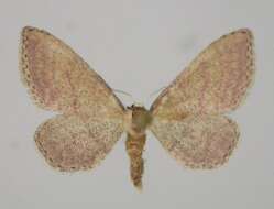 Image of Idaea infirmaria Rambur 1833