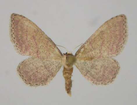 Image of Idaea infirmaria Rambur 1833