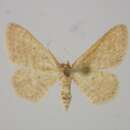 Image of Idaea obsoletaria algeriensis