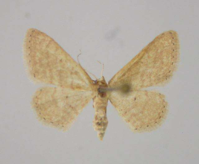 Image of Idaea obsoletaria algeriensis