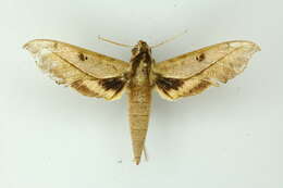 Image of Xylophanes cosmius Rothschild & Jordan 1906