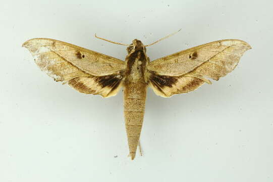 Image of Xylophanes cosmius Rothschild & Jordan 1906