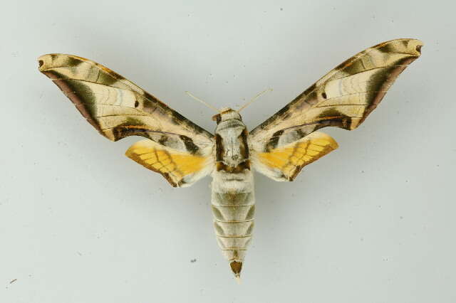 Image of Protambulyx goeldii Rothschild & Jordan 1903