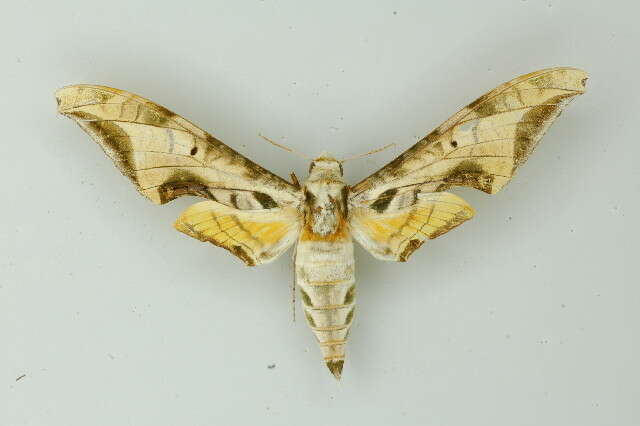 Image de Protambulyx goeldii Rothschild & Jordan 1903