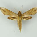 Image of Xylophanes dolius Rothschild & Jordan 1906