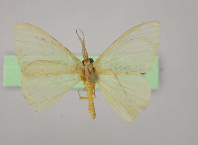 Image of <i>Prasinocyma immaculata thiaucourti</i>