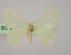 Image of <i>Prasinocyma immaculata thiaucourti</i>