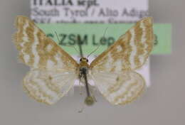 Image of Idaea sericeata