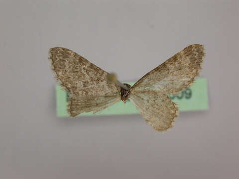 Image of Eupithecia undata Freyer 1840