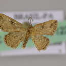 Image of Idaea