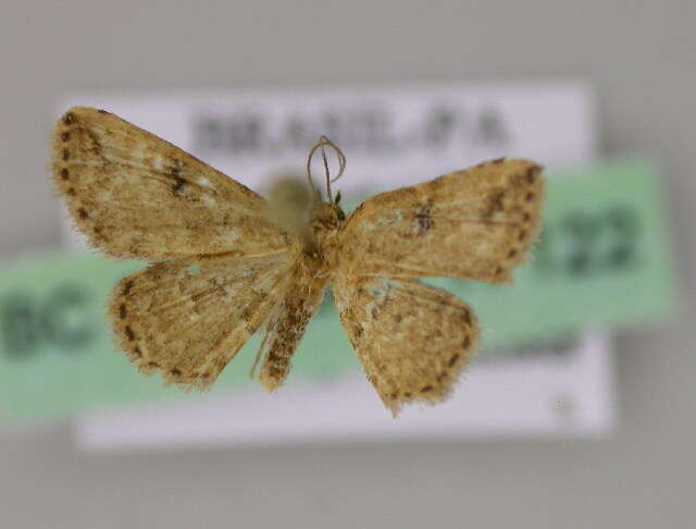 Image of Idaea