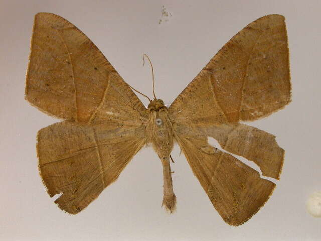 Image of Oxydia trychiata Guenée 1858