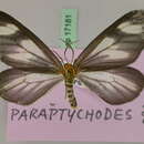 Image of Paraptychodes