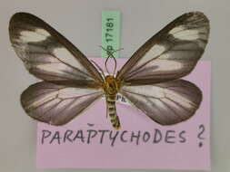 Image of Paraptychodes