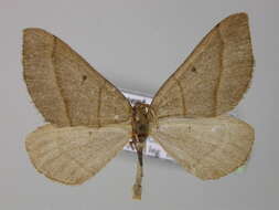 Image of <i>Scotopteryx luridata</i>