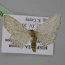 Image of <i>Idaea albarracina</i>