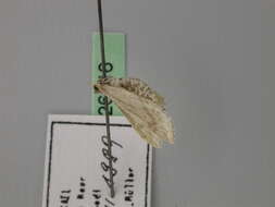 Image de Idaea allongata Staudinger 1898